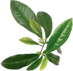 Liście drzewa herbacianego olejku Tea Tree